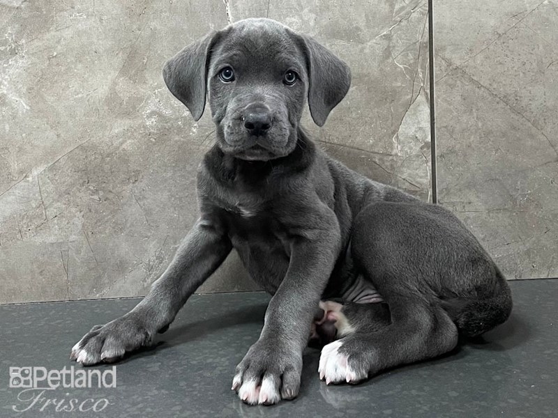 Cane CorsoDOGMaleBlue3278165Petland Frisco, Texas