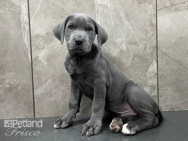 Cane Corso DOG Male Blue 28355 Petland Frisco, Texas