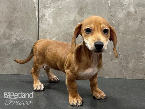 Miniature Dachshund-DOG-Female-Red-28354-Petland Frisco & Mckinney, Texas