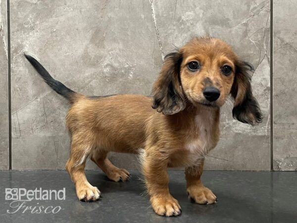 Miniature Dachshund-DOG-Female-Red-28353-Petland Frisco & Mckinney, Texas
