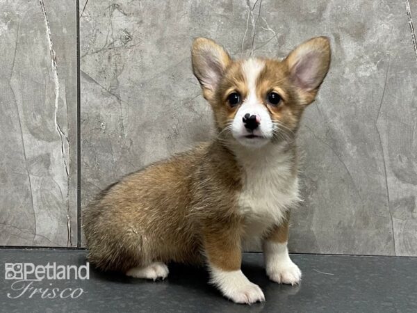 Pembroke Welsh Corgi DOG Female Sable and White 28352 Petland Frisco, Texas