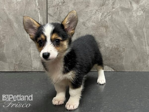 Pembroke Welsh Corgi-DOG-Female-Sable and White-28351-Petland Frisco & Mckinney, Texas