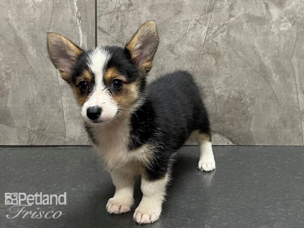 Pembroke Welsh Corgi DOG Female Sable and White 28351 Petland Frisco, Texas