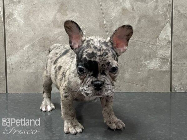 French Bulldog DOG Male Silver Merle 28350 Petland Frisco, Texas