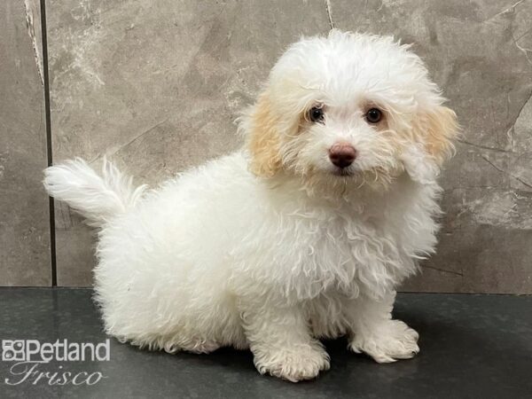 Bernese Mountain Poo DOG Male White/Cream 28349 Petland Frisco, Texas