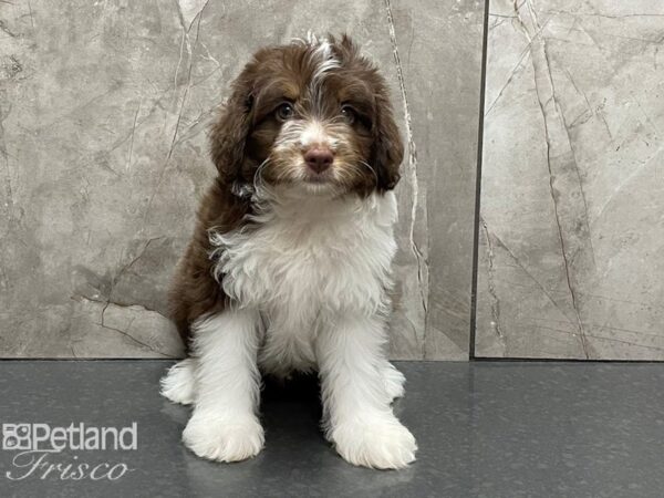 Aussiepoo DOG Male Choc & Wht 28347 Petland Frisco, Texas