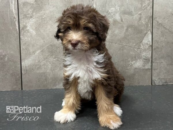 Aussiepoo-DOG-Male-Choc & Wht-28346-Petland Frisco & Mckinney, Texas
