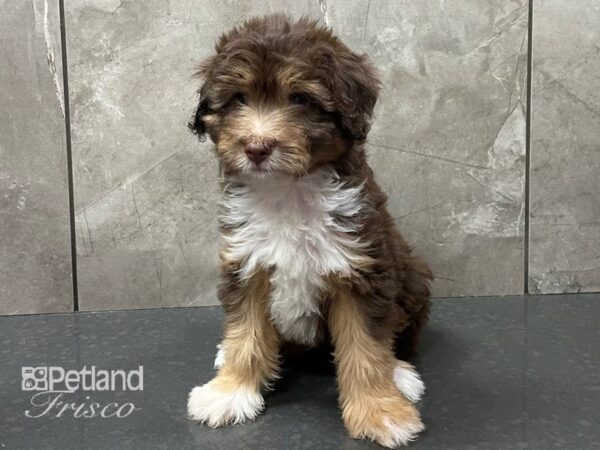 Aussiepoo DOG Male Choc & Wht 28346 Petland Frisco, Texas