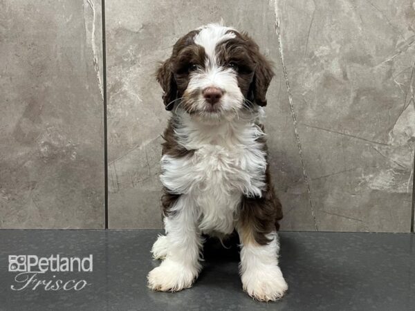 Aussiepoo-DOG-Male-Choc & Wht-28345-Petland Frisco & Mckinney, Texas