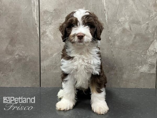 Aussiepoo DOG Male Choc & Wht 28345 Petland Frisco, Texas