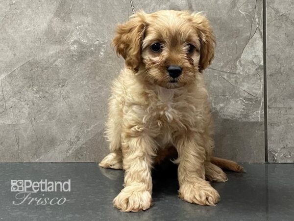 Cavapoo DOG Female Tan 28344 Petland Frisco, Texas