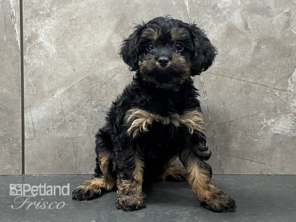 Cavapoo DOG Female Black and Tan 28343 Petland Frisco, Texas