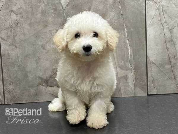 Bichonpoo DOG Male Cream and White 28341 Petland Frisco, Texas