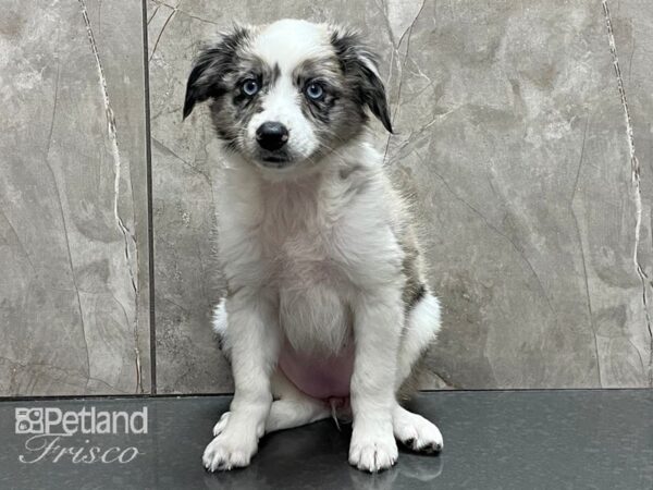 Miniature Australian Shepherd DOG Female Blue Merle 28340 Petland Frisco, Texas