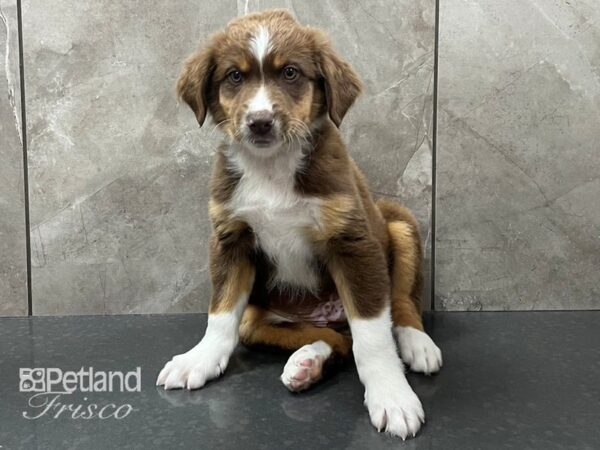 Miniature Australian Shepherd-DOG-Male-Red Tri-28339-Petland Frisco, Texas