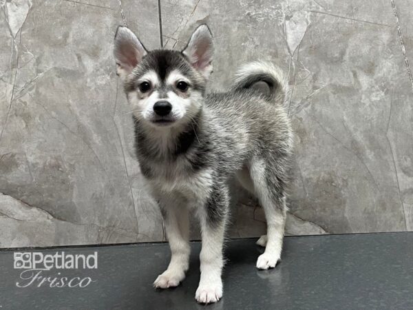 Alaskan Klee Kai-DOG-Male-Black and White-28337-Petland Frisco, Texas