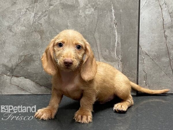 Miniature Dachshund DOG Male Red 28335 Petland Frisco, Texas