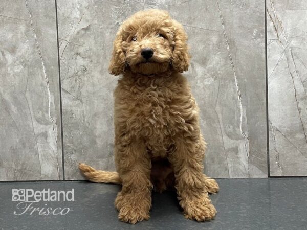 Mini Goldendoodle F1B DOG Male Cream 28334 Petland Frisco, Texas