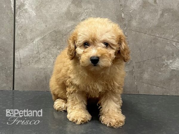 Miniature Poodle-DOG-Female-Red-28332-Petland Frisco & Mckinney, Texas