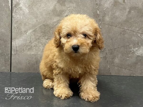 Miniature Poodle-DOG-Female-Red-28332-Petland Frisco, Texas