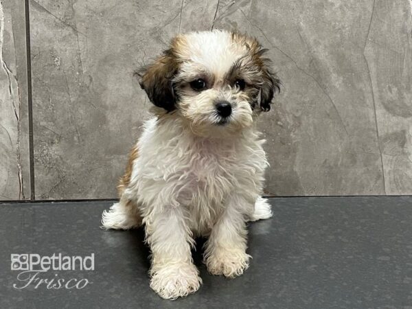 Teddy Bear DOG Female Red and White Parti 28330 Petland Frisco, Texas