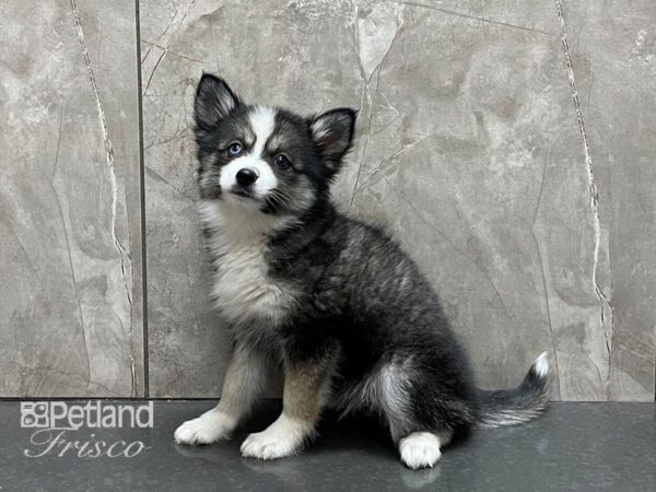 Pomsky 2nd Gen DOG Female Sable Tan and White 28329 Petland Frisco, Texas