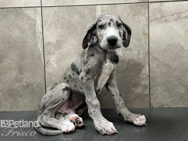 Great Dane DOG Male Blue 28328 Petland Frisco, Texas