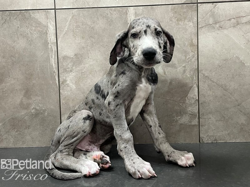 Great Dane Dog Male Blue 28328