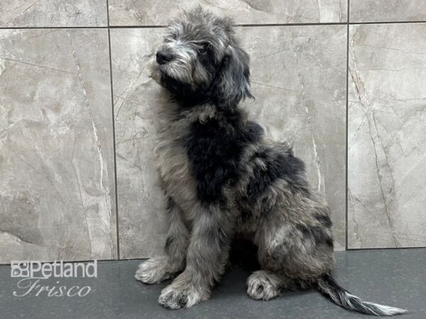 Goldendoodle DOG Female Merle 28327 Petland Frisco, Texas