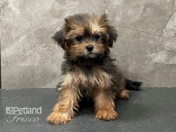 Shorkie DOG Female Chocolate and Gold 28326 Petland Frisco, Texas