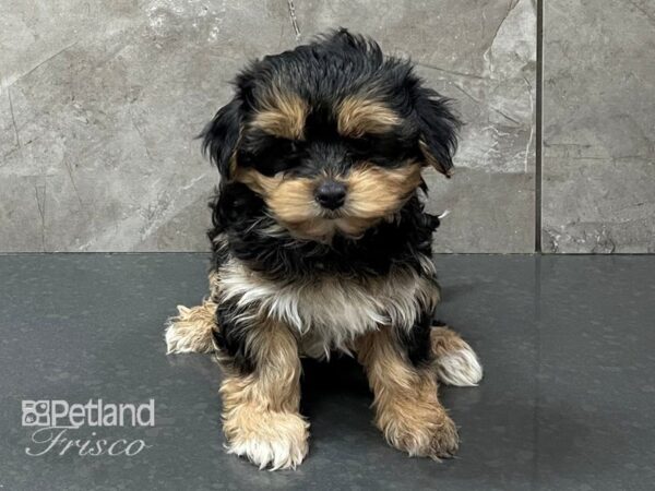 Morkie DOG Male Black and Tan 28325 Petland Frisco, Texas