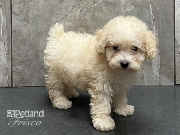 Bichapoo DOG Female Cream 28324 Petland Frisco, Texas