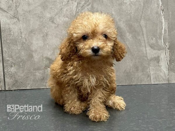 Bichapoo DOG Male Red 28323 Petland Frisco, Texas