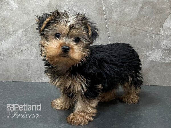 Yorkshire Terrier DOG Male Black and Tan 28321 Petland Frisco, Texas