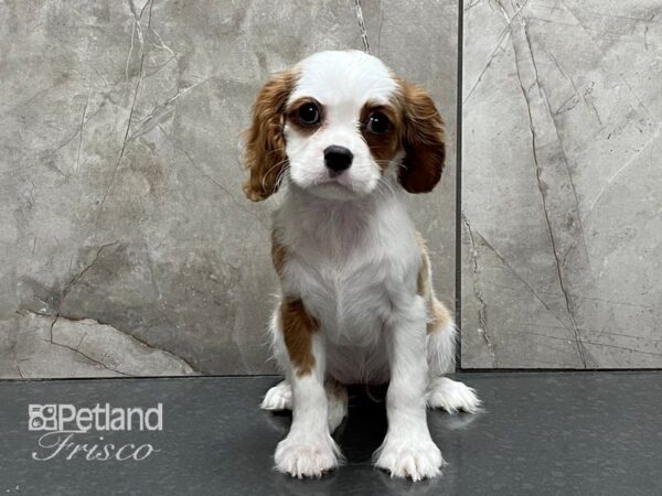 Cavalier King Charles Spaniel-DOG-Female-Blenheim-28320-Petland Frisco & Mckinney, Texas