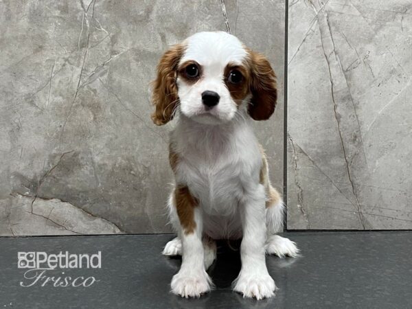 Cavalier King Charles Spaniel DOG Female Blenheim 28320 Petland Frisco, Texas