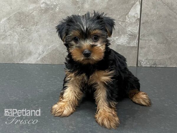 Yorkshire Terrier DOG Female Black and Tan 28319 Petland Frisco, Texas