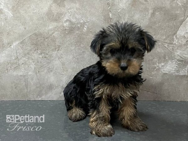 Yorkshire Terrier-DOG-Female-Black and Tan-28318-Petland Frisco & Mckinney, Texas
