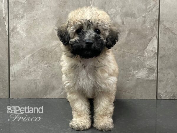 Miniature Poodle-DOG-Female-Cream-28316-Petland Frisco & Mckinney, Texas