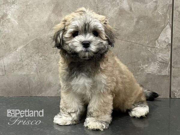 Lhasachon-DOG-Female-Gold-28314-Petland Frisco, Texas