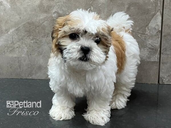 Teddy Bear-DOG-Female-Gold and White-28313-Petland Frisco, Texas