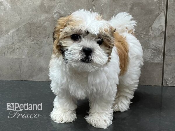 Teddy Bear-DOG-Female-Gold and White-28313-Petland Frisco & Mckinney, Texas
