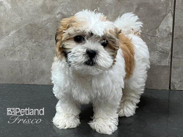 Teddy Bear DOG Female Gold and White 28313 Petland Frisco, Texas