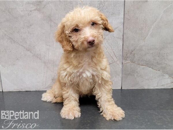 F1B Mini Goldendoodle DOG Female Golden 28403 Petland Frisco, Texas