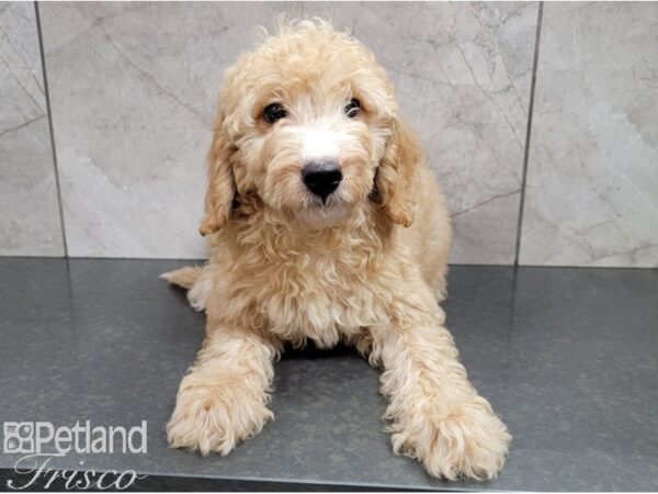 F1B Mini Goldendoodle DOG Male Golden 28402 Petland Frisco, Texas