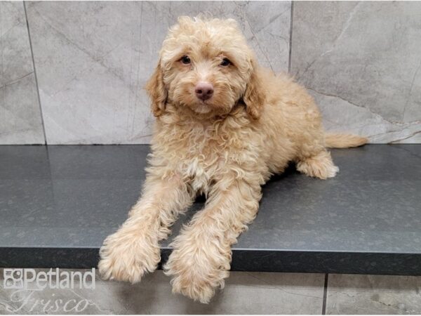 F1B Mini Goldendoodle DOG Male Golden 28401 Petland Frisco, Texas