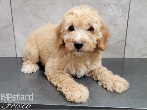 F1B Mini Goldendoodle DOG Male Golden 28400 Petland Frisco, Texas