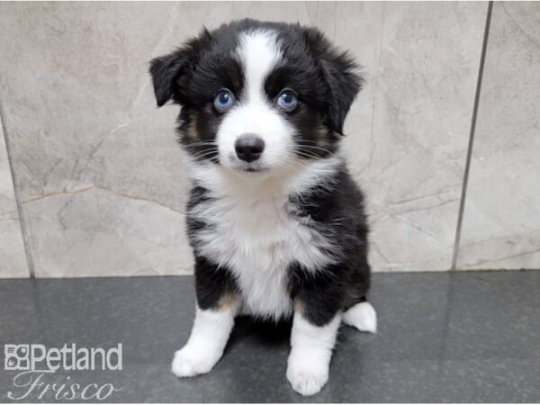 Minature Australian Shepherd-DOG-Female-Tri-28398-Petland Frisco & Mckinney, Texas