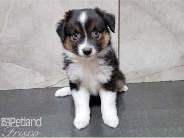 Minature Australian Shepherd DOG Male Tri 28397 Petland Frisco, Texas