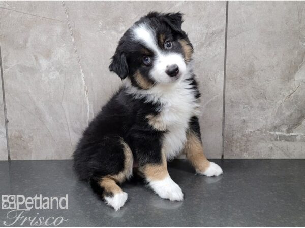 Minature Australian Shepherd DOG Male Tri 28396 Petland Frisco, Texas